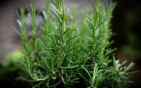 Plants That Look Like Rosemary