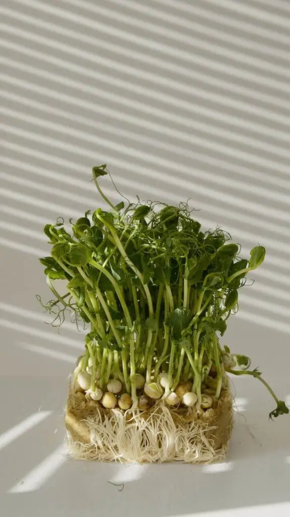 Basil Sprouts