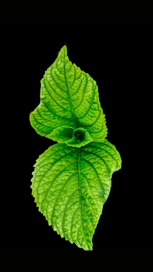 Strawberry Mint Plant