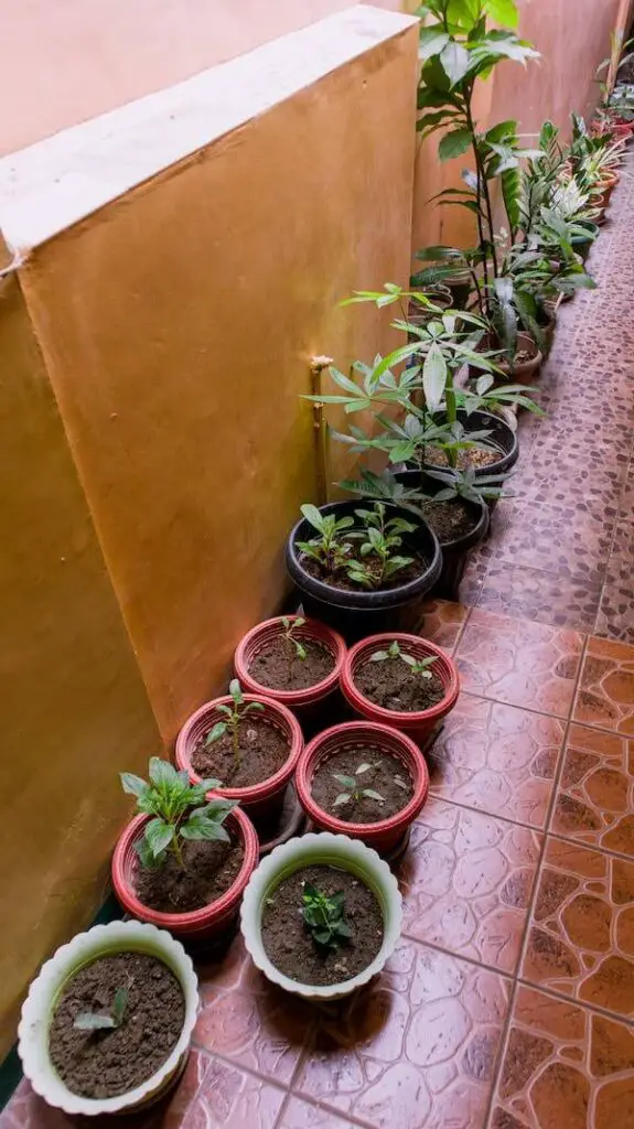 indoor garden container
